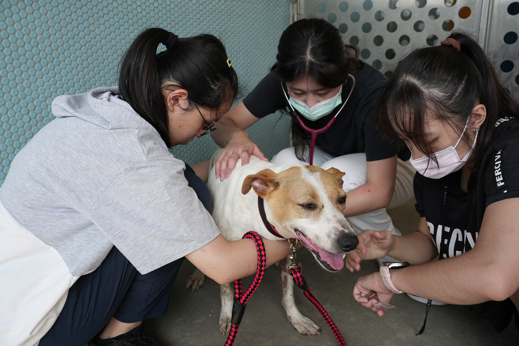 興大USR「寵物義診」通識課 收容所義診關懷犬貓